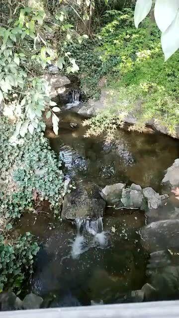 动物帮帮忙保卫家园