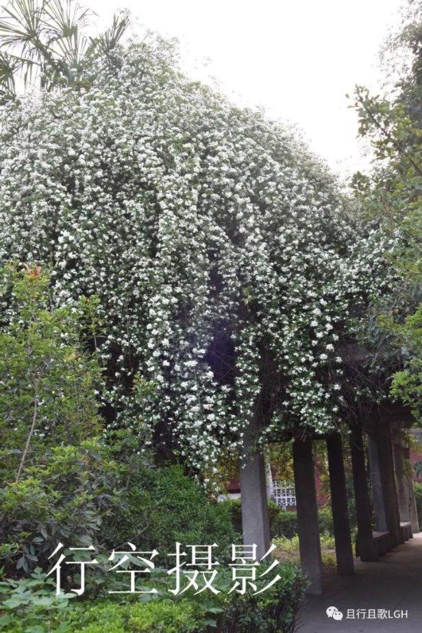 深圳女童手指骨折出租车闯红灯紧急送医，哪些情况下闯红灯不会被罚？游戏画面