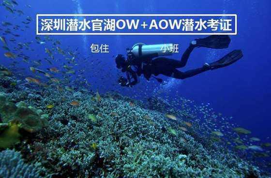 小猫钓鱼游戏龙王版有船